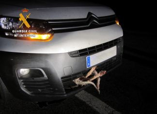 Rescatan a un perro atropellado en Herreruela