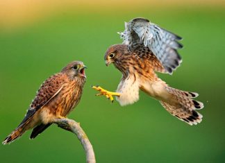 El concurso fotográfico de la FIO 2022 recibe más de 5.800 imágenes de 33 países