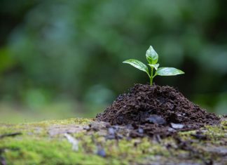 Plantación árboles Mérida