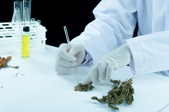 El cannabis podría prevenir el Covid, según un estudio