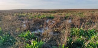 Denuncian grandes vertidos de aguas residuales en Almendralejo