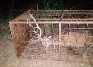 La Junta llevará a la Fiscalía los vídeos de un ciervo agonizando