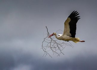 Semana de la Cigüeña Malpartida de Cáceres
