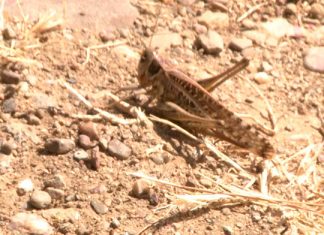 Una plaga de langostas asola La Serena