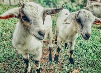 Un paso más para la IGP Cabrito de Extremadura Un paso más para la IGP Cabrito de Extremadura