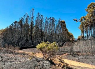 El Gobierno dará ayudas a las personas afectadas por los incendios en Extremadura El Gobierno dará ayudas a las personas afectadas por los incendios en Extremadura