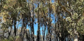 El Infoex da por estabilizado el incendio de Santibáñez el Alto
