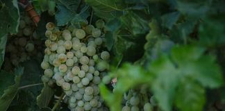 Extremadura producirá tres millones de hectolitros de vino