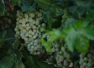 Extremadura producirá tres millones de hectolitros de vino Extremadura producirá tres millones de hectolitros de vino