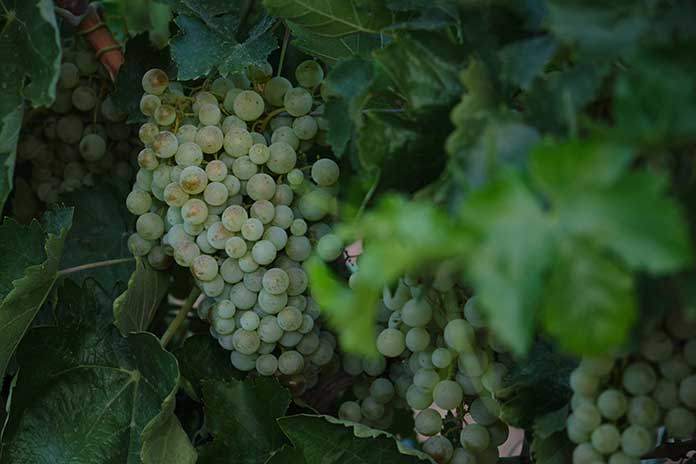 Extremadura producirá tres millones de hectolitros de vino
