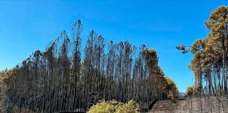 Los terrenos quemados Sierra de Gata ya son Zona de Actuación Urgente