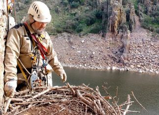 Una nueva casa para una pareja de águila imperial en Montemolín nido