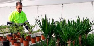 Plantas Mérida