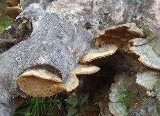 Cáceres acoge un Congreso para luchar contra el cambio climático a través de los hongos Congreso Internacional Hongos Cáceres