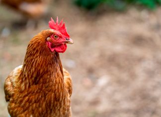 Granja de gallinas camperas en Jaraicejo