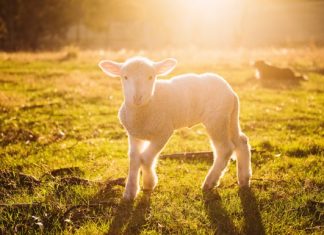 Más de un centenar de peñas participan en la Fiesta de la Chanfaina de Fuente de Cantos