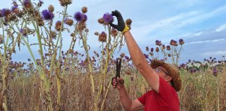 Recolección de la flor del cardo 'Cynara Cardunculus'