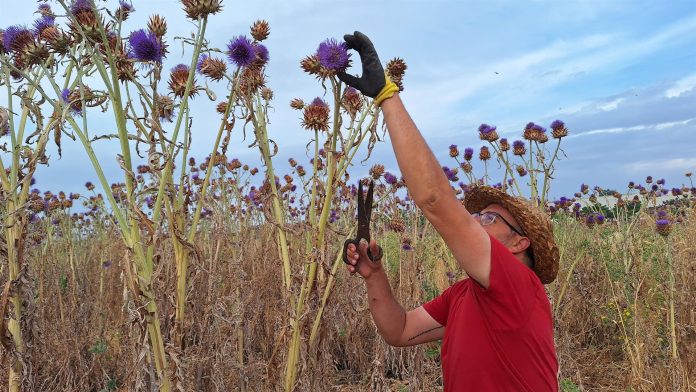 Recolección de la flor del cardo 'Cynara Cardunculus'