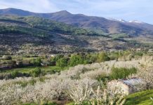 El Valle del Jerte ya tiene fecha para el Cerezo en Flor