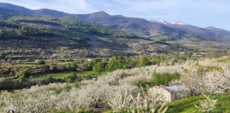 El Valle del Jerte ya tiene fecha para el Cerezo en Flor