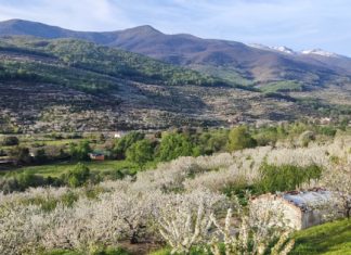 El Valle del Jerte ya tiene fecha para el Cerezo en Flor