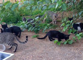 Las gestoras de colonias felinas denuncian diez meses de abandono municipal en Cáceres Las gestoras de colonias felinas denuncian diez meses de abandono municipal en Cáceres