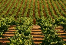 Ruta del Vino y Cava Ribera del Guadiana convoca su I Premio Nacional de Periodismo Ribera del Guadiana convoca su I Premio Nacional de Periodismo