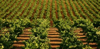 Ribera del Guadiana convoca su I Premio Nacional de Periodismo