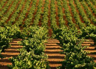 Ruta del Vino y Cava Ribera del Guadiana convoca su I Premio Nacional de Periodismo Ribera del Guadiana convoca su I Premio Nacional de Periodismo