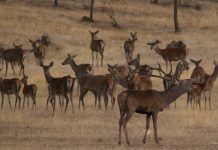 Descubre la berrea en Monfragüe: actividades y rutas guiadas por la Reserva de la Biosfera Berrea ciervos