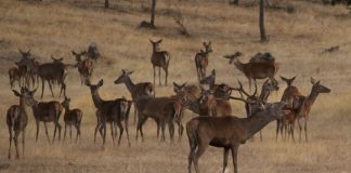 Descubre la berrea en Monfragüe: actividades y rutas guiadas por la Reserva de la Biosfera Berrea ciervos