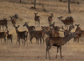 Descubre la berrea en Monfragüe: actividades y rutas guiadas por la Reserva de la Biosfera Berrea ciervos